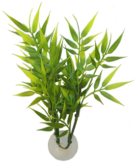 Aquatic Bamboo Plant